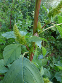 Amaranthus retroflexus